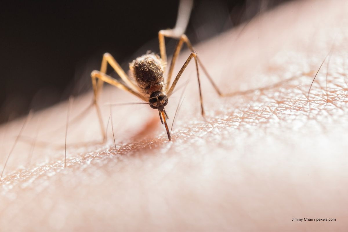 Mücken Im Zimmer? So Rettest Du Deinen Schlaf | Schlaraffia intended for Stechmücken Im Schlafzimmer